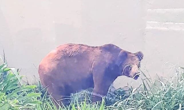 Justiça de Goiás nega transferência de urso Robinho para santuário e causa revolta