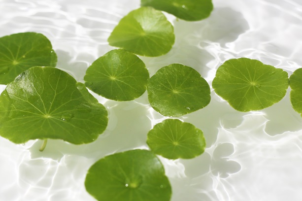 Green centella leaves floating gently in clear rippling water.