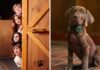 Netflix revela primeira imagem de Scooby-Doo: A Origem e surpreende fãs