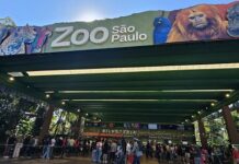 Votou no segundo turno? Zoo de São Paulo, Simba Safari e Jardim Botânico terão entrada gratuita para acompanhantes